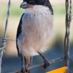 201104_CitrusCreek_033