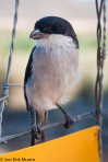 201104_CitrusCreek_033