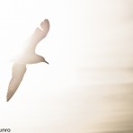 201110_FishHoekBeach_033